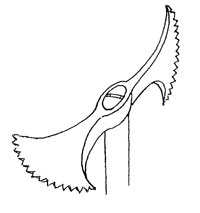 martellina2