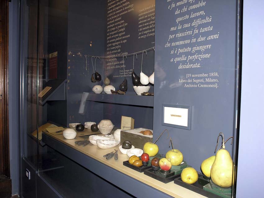 Vetrina con i frutti, i modelli e gli strumenti realizzati per l’allestimento del museo della frutta Garnier Valletti di Torino