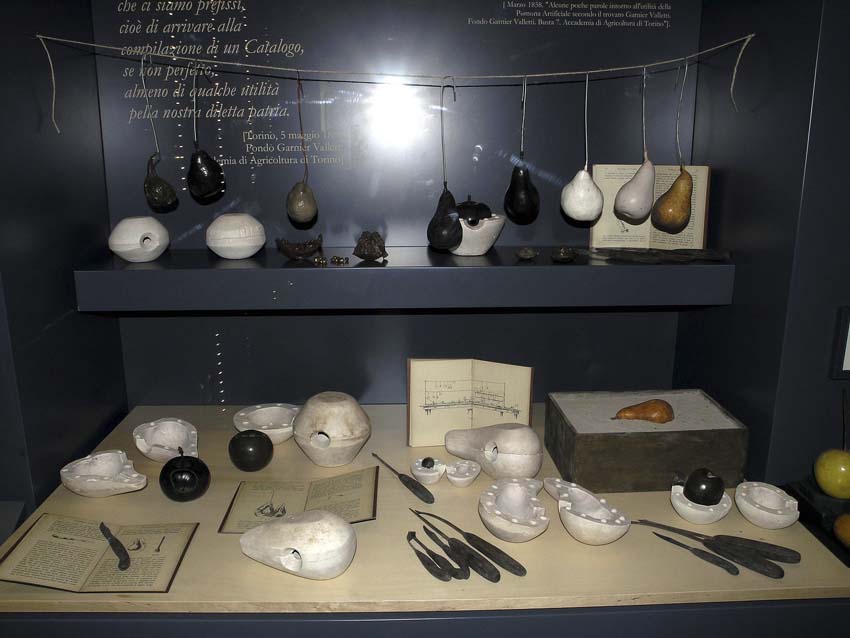 Vetrina con i frutti, i modelli e gli strumenti realizzati per l’allestimento del museo della frutta Garnier Valletti di Torino